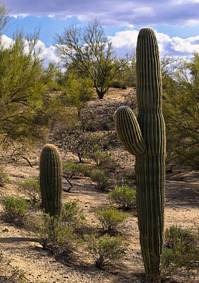 Mark Myhaver Photos - Desert Sentinels by Mark Myhaver
