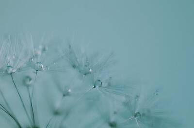 Abstract Flowers Photos - Dew Drops on Dandelion Seeds by Marianna Mills