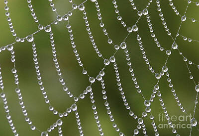 Fishing And Outdoors Plout Royalty Free Images - Dewdrops on Spider Web 0954 Royalty-Free Image by Jack Schultz