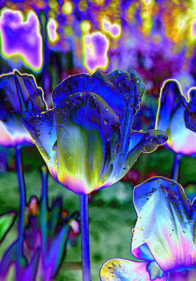 Birds Royalty-Free and Rights-Managed Images - Digital Tulips by Jeff Swan