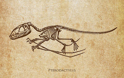 Reptiles Digital Art - Dinosaur Pterodactylus by Aged Pixel