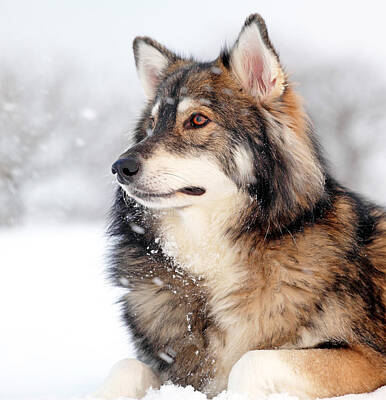 Mammals Photos - Dog in the snow by Grant Glendinning