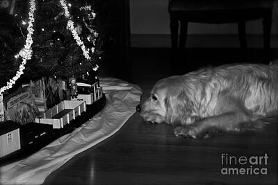 Frank J Casella Royalty-Free and Rights-Managed Images - Dog with Christmas Train by Frank J Casella
