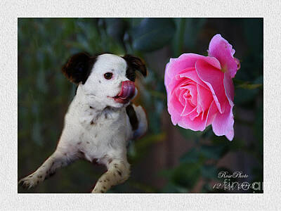 Roses Photo Royalty Free Images - Dog With Pink Rose Royalty-Free Image by Rose Zhou