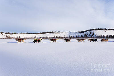 Jolly Old Saint Nick - Dogsled team of siberian huskies out mushing by Stephan Pietzko