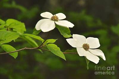 Mans Best Friend Rights Managed Images - Dogwood Blossoms Royalty-Free Image by Sean Griffin