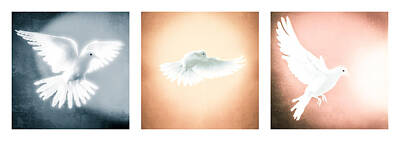 Birds Royalty-Free and Rights-Managed Images - Dove In Flight Triptych by YoPedro