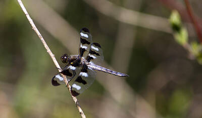 Sports Rights Managed Images - Dragonfly 3 Royalty-Free Image by David Tennis