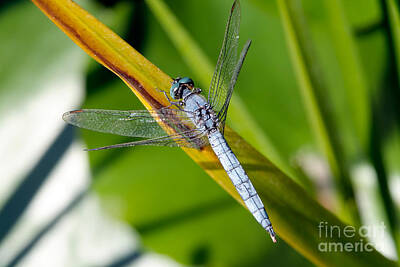 Animals Royalty-Free and Rights-Managed Images - Dragonfly by George Atsametakis
