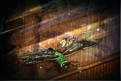 Graphic Trees Royalty Free Images - Dragonfly Macro 4 Royalty-Free Image by Dawna Morton