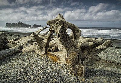 Randall Nyhof Royalty-Free and Rights-Managed Images - Driftwood on Rialto Beach in Olympic National Park No. 144 by Randall Nyhof