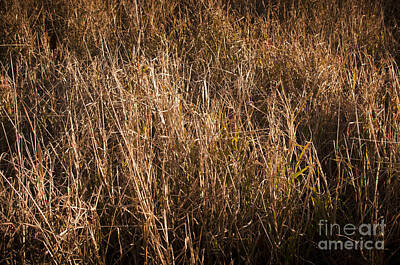 Modern Patterns - Dry Grass by THP Creative