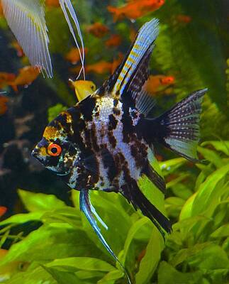 Science Collection Royalty Free Images - Dubai Angel Fish Royalty-Free Image by Tim G Ross