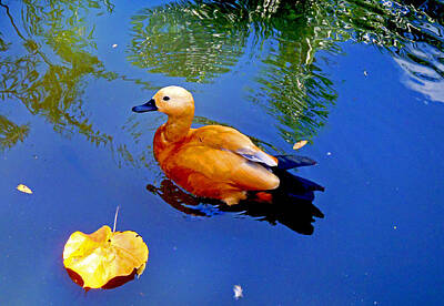 Birds Photos - Duck Pond by Carey Chen