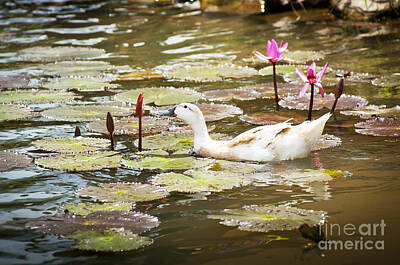Birds Photo Rights Managed Images - Ducks on Pond Royalty-Free Image by THP Creative