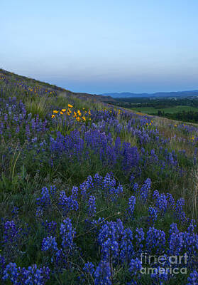 Mountain Landscape - Dusk over Lupine by Michael Dawson