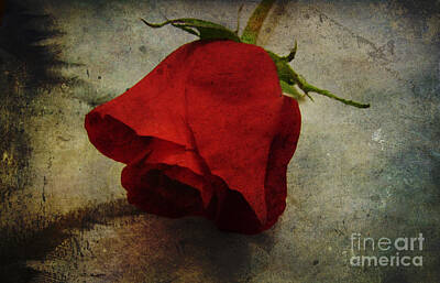 Modern Man Sharks - Each Love Deserves A Fine Flower Like The Red Rose by Adri Turner