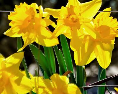 Jerry Sodorff Royalty-Free and Rights-Managed Images - Early Spring Daffodils 22246 by Jerry Sodorff
