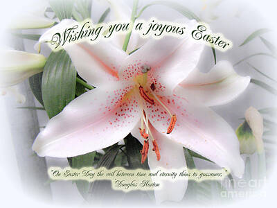 Cities Royalty Free Images - Easter Greeting Card - White Lily With Quote Royalty-Free Image by Carol Senske