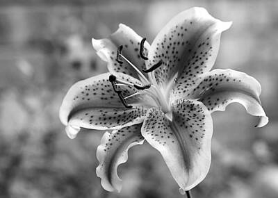 Lilies Photos - Easter Lily by Elizabeth Budd