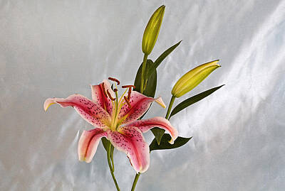 Wild Horse Paintings - Easter Lily II by Buddy Mays