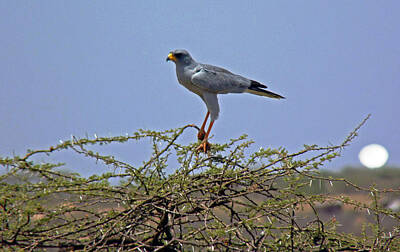 Outdoor Graphic Tees - Eastern Pale Chanting Goshawk by Tony Murtagh