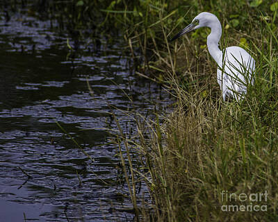 Birds Photos - Egret on the Hunt by Dale Powell