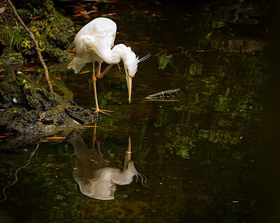 Fruit Photography - Egret Reflections by Gabrielle Harrison