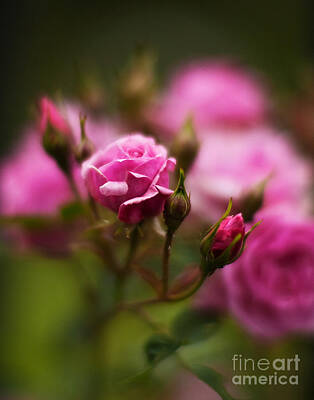 Roses Royalty-Free and Rights-Managed Images - Elegant Pink by Mike Reid