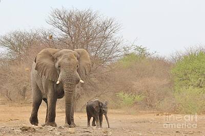 Western Buffalo Royalty Free Images - Elephant Dad and Baby Royalty-Free Image by Andries Alberts