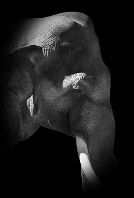 Abstract Alcohol Inks - Elephant by Matt Dunn
