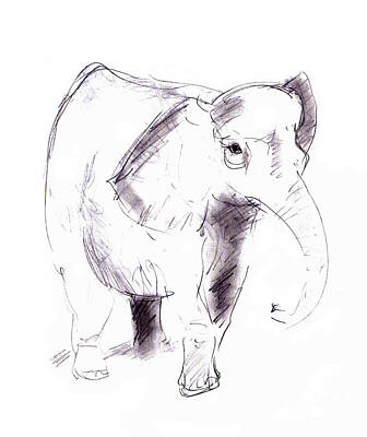 Animals Drawings - Elephant by Michal Boubin