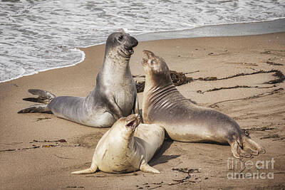 Animals Photos - Elephant Seals by Colin and Linda McKie