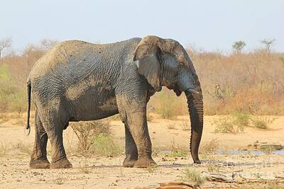Af Vogue - Elephant Tranquility by Andries Alberts