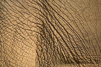 Mammals Photos - Elephants Skin by Chris Upton