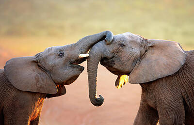 Portraits Royalty-Free and Rights-Managed Images - Elephants touching each other by Johan Swanepoel
