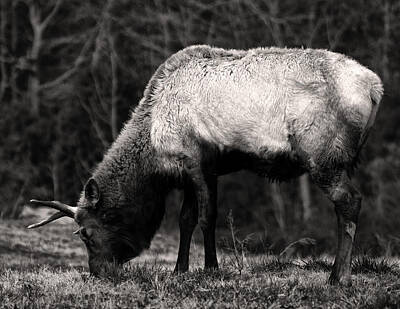 Swirling Patterns - Elk Grazing by Flees Photos