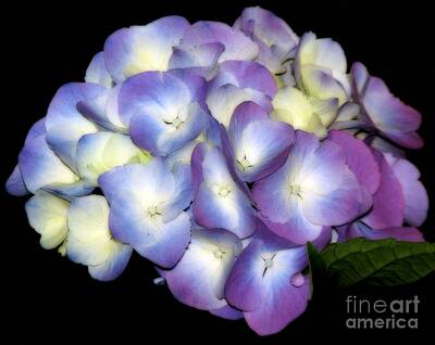 The Who - Ethereal Soft Purple Hydrangea Flower by Rose Santuci-Sofranko