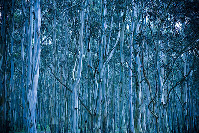 Say What - Eucalyptus Forest by Frank Tschakert