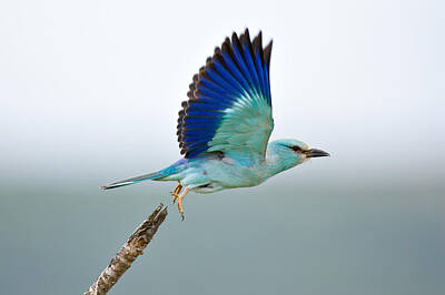 Nothing But Numbers - Eurasian Roller by Johan Swanepoel