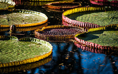 Little Mosters Rights Managed Images - Evening Light on the Leaves of Victoria Regia. Royal Botanical Garden  in Mauritius Royalty-Free Image by Jenny Rainbow