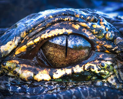 Reptiles Photos - Eye of the Dragon by Mark Andrew Thomas