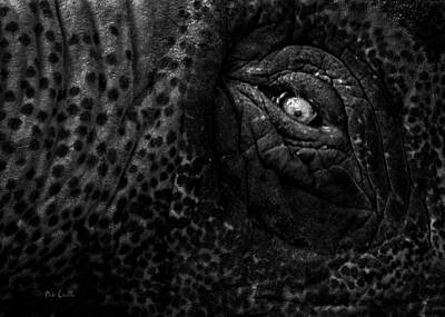Animals Photos - Eye of the Elephant by Bob Orsillo
