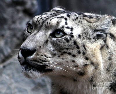 Sports Tees - Eyes of the Snow Leopard by Nick Gustafson
