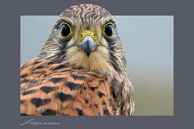 Birds Rights Managed Images - Face to Face Royalty-Free Image by Torbjorn Swenelius