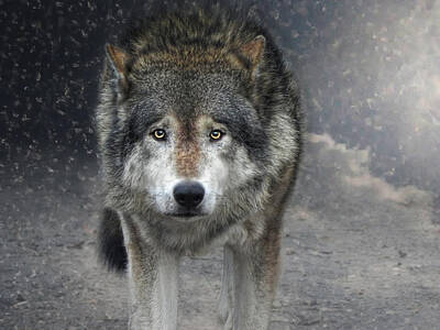 Animals Photos - Face To Face With The Wolf by Joachim G Pinkawa