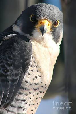 Nikki Vig Royalty-Free and Rights-Managed Images - Falcon by Nikki Vig