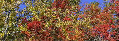 Wine Photos - Fall Leaves In So Cal by Scott Campbell