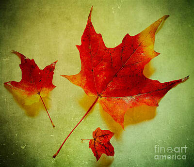 Design Turnpike Books Rights Managed Images - Fall Leaves Royalty-Free Image by Inge Johnsson