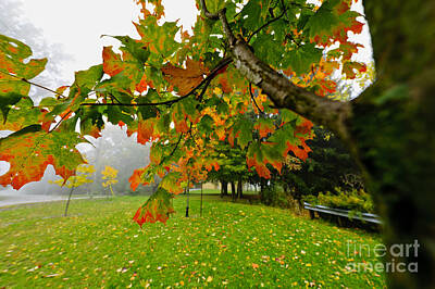 Food And Flowers Still Life Rights Managed Images - Fall maple tree in foggy park Royalty-Free Image by Elena Elisseeva